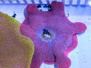 Haddon's Carpet Anemone