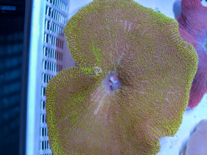 Haddon's Carpet Anemone