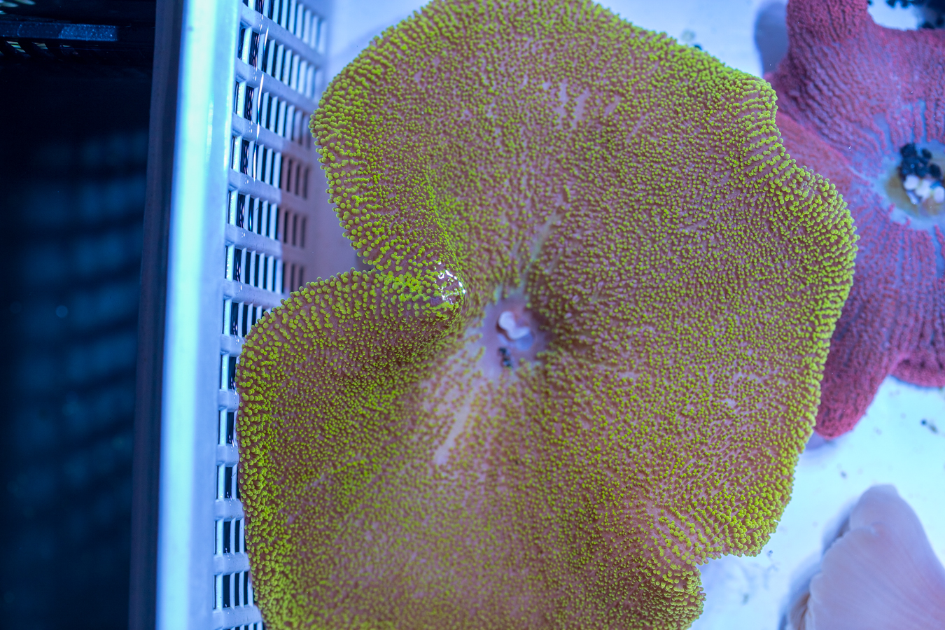 Haddon's Carpet Anemone 1 Haddon's Carpet Anemone