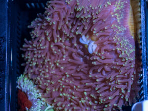 Magnifica Anemone