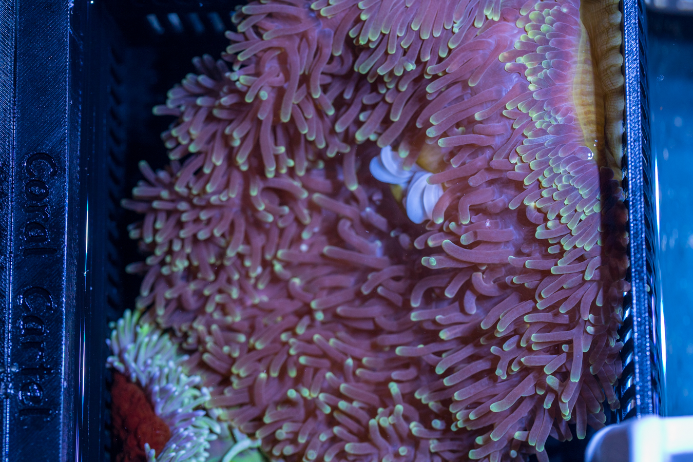 Magnifica Anemone 1 Magnifica Anemone