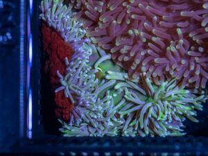 Magnifica Anemone
