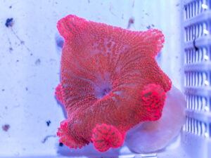 Haddon's Carpet Anemone