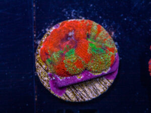 Acan - Bowerbanki