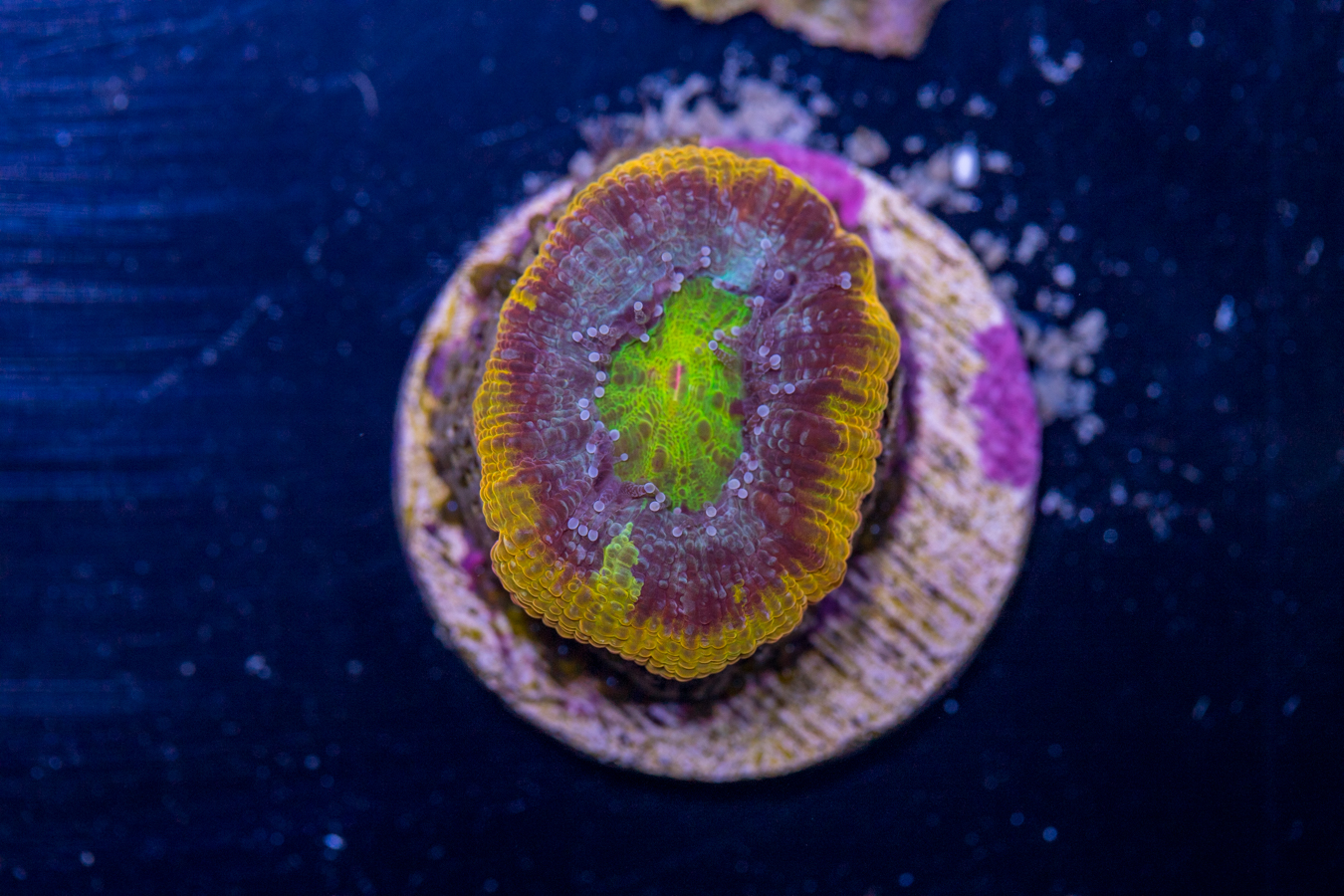 Acan - Bowerbanki 1 Acan - Bowerbanki