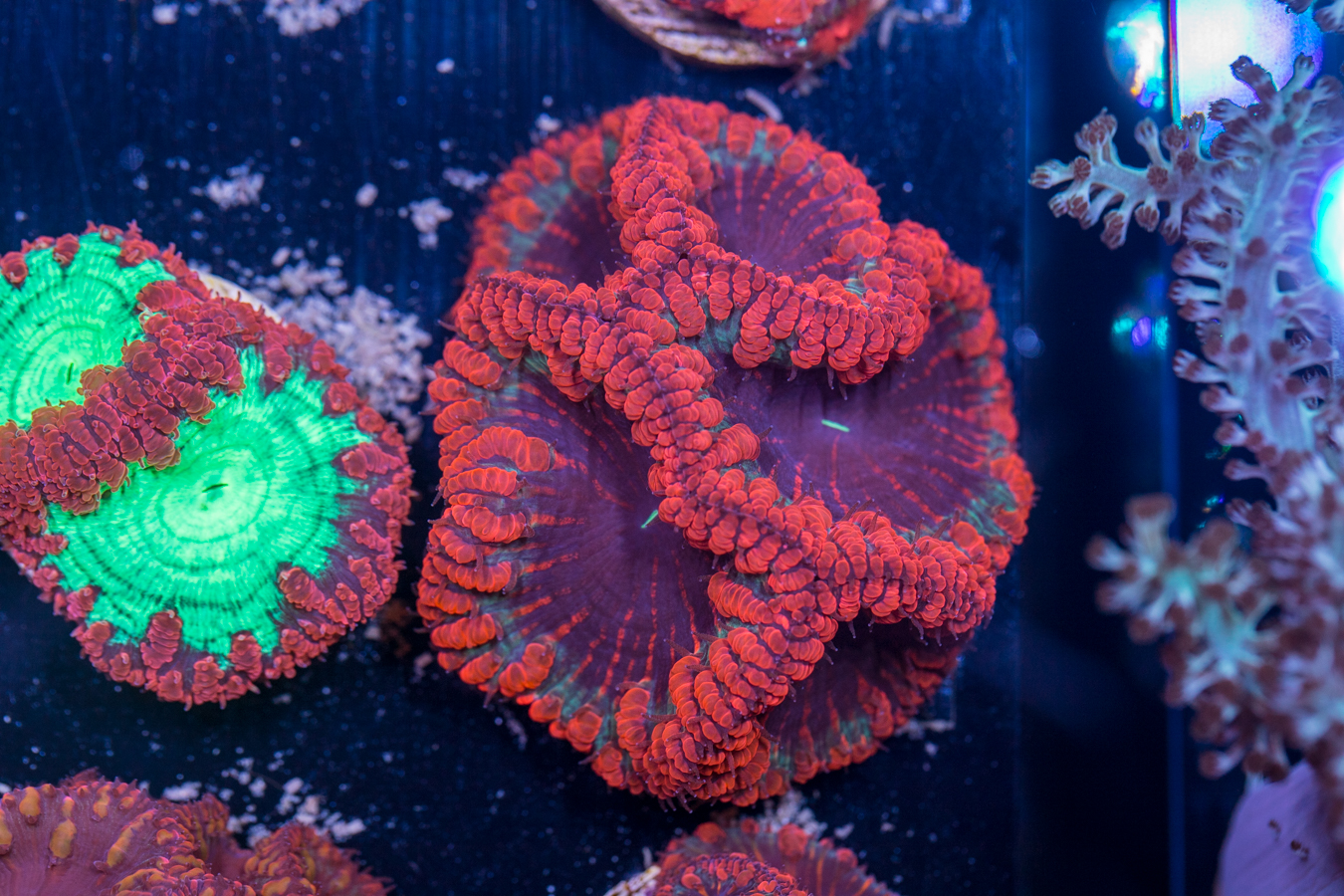 Blastomussa 1 Blastomussa