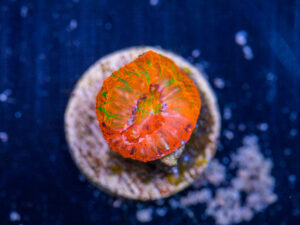 Scolymia - Captive Spawned