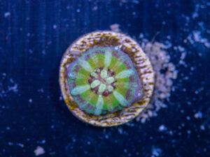 Scolymia - Captive Spawned