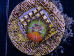 Scolymia - Captive Spawned