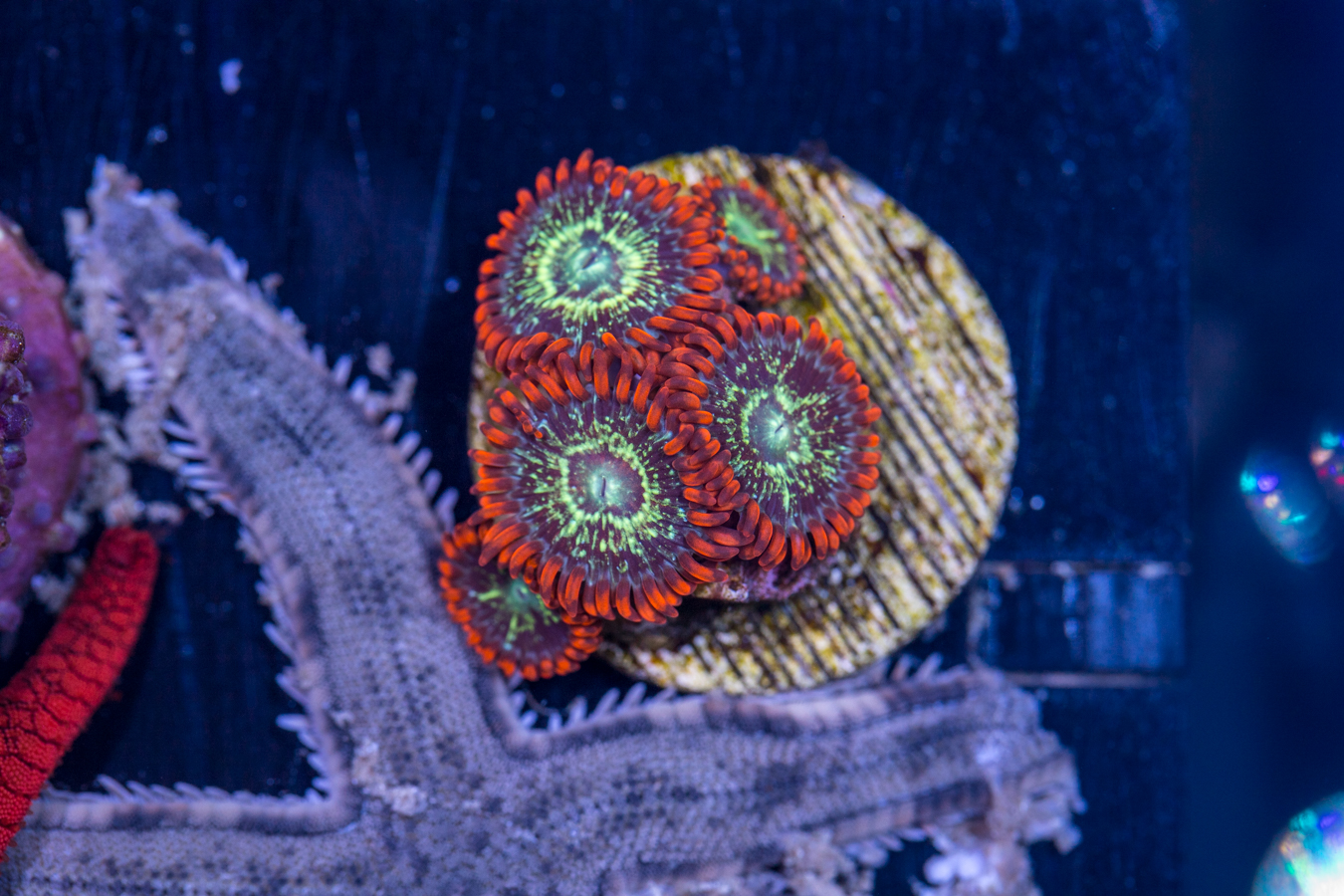 Zoanthids 1 Zoanthids