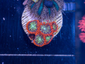 Zoanthids