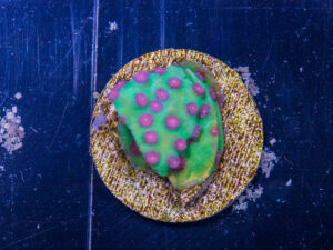 Cyphastrea - Strawberry Fields