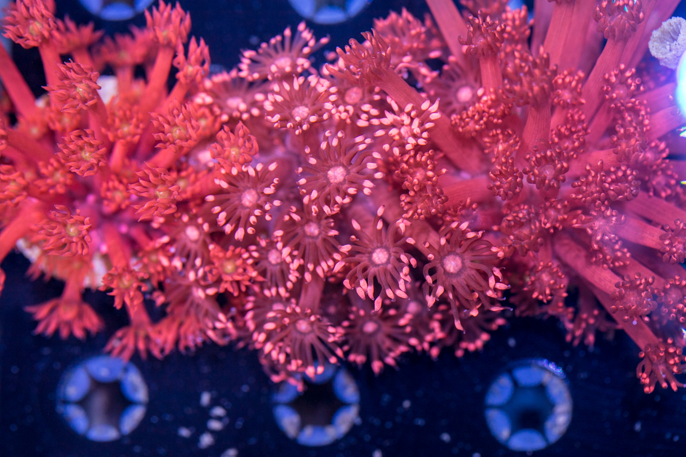 Goniopora 1 Goniopora