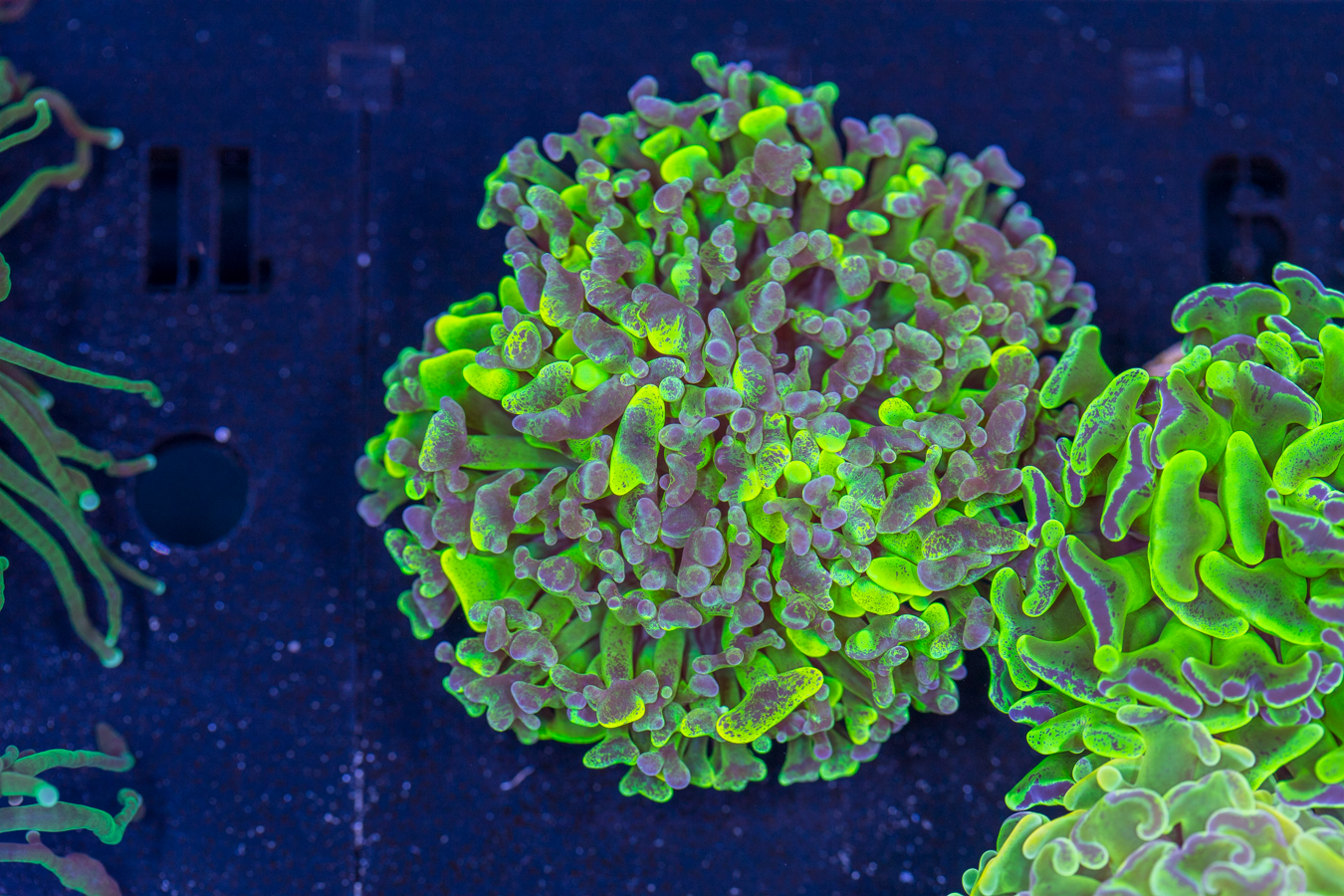 Frammer - Branching 1 Frammer - Branching