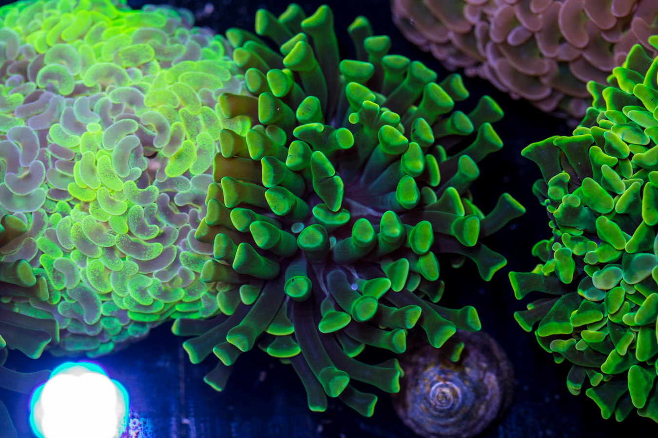 Hammer - Branching 1 Hammer - Branching