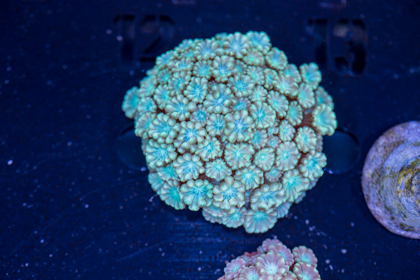 Alveopora 1 Alveopora