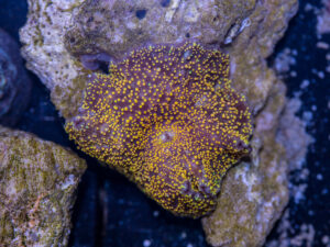 Corallimorph - Interstellar