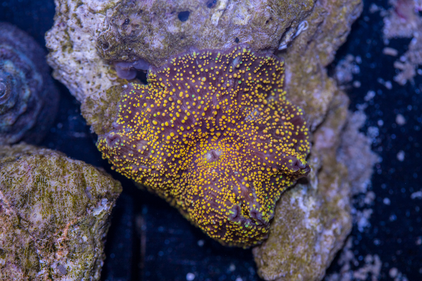 Corallimorph - Interstellar 1 Corallimorph - Interstellar