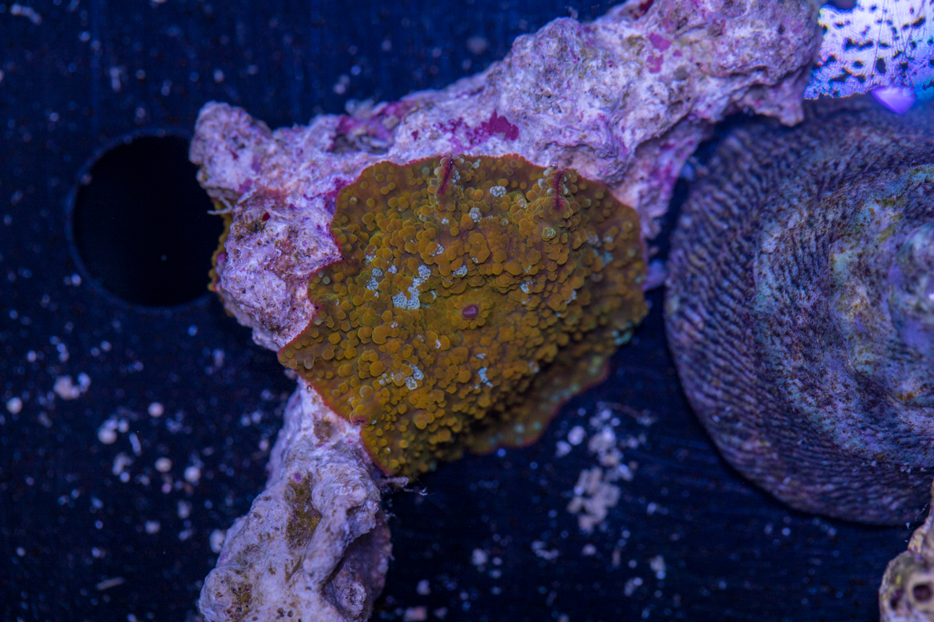 Corallimorph