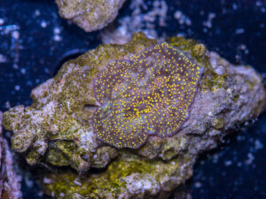 Corallimorph - Interstellar