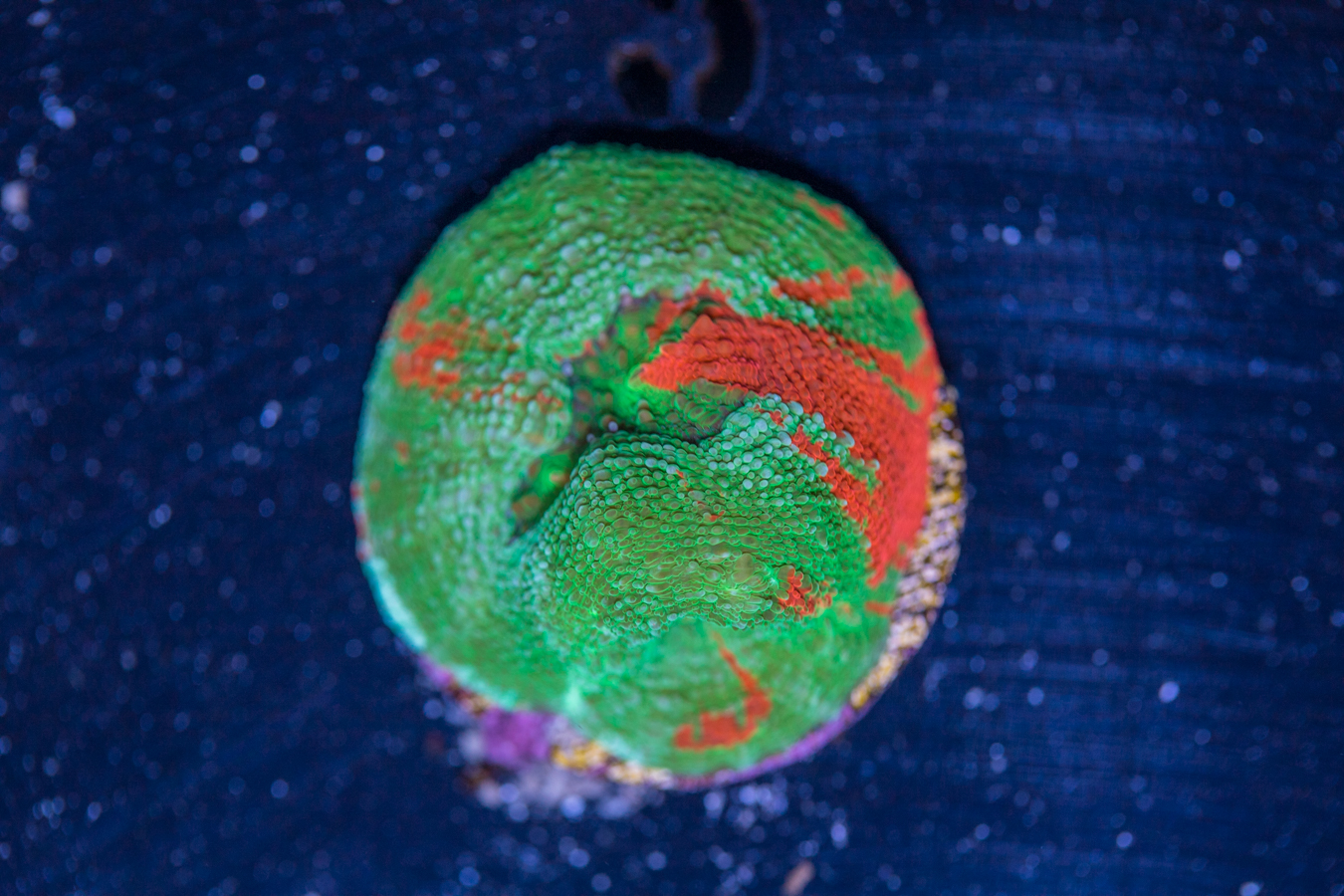 Acan - Bowerbanki 1 Acan - Bowerbanki