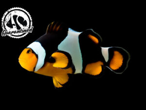 Onyx Percula Clownfish - Quarantined