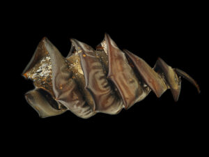 Port Jackson Shark Egg