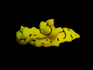 Fluoro Yellow Nudibranch