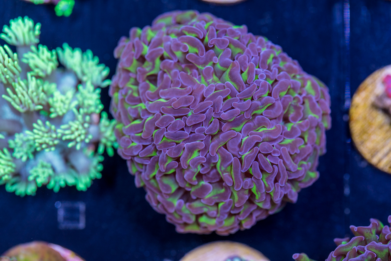 E10 - Hammer 1 E10 - Hammer