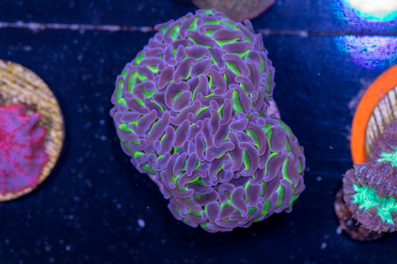 F20 - Hammer 1 F20 - Hammer