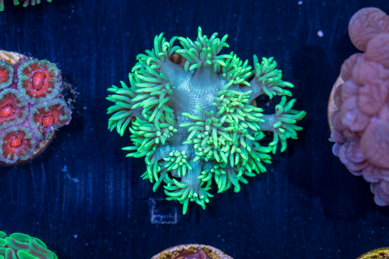 H09 - Goniopora 1 H09 - Goniopora