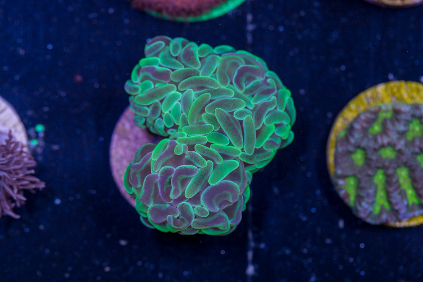 H18 - Hammer 1 H18 - Hammer