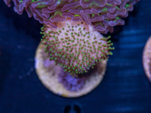 L06 - Toadstool Leather