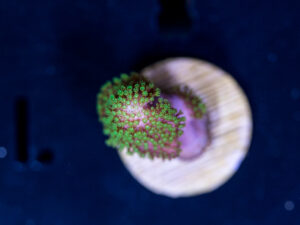 L08 - Toadstool Leather