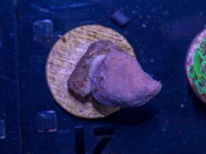 L21 - Toadstool Leather