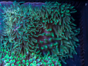 Bubble Tip Anemone