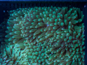 Bubble Tip Anemone
