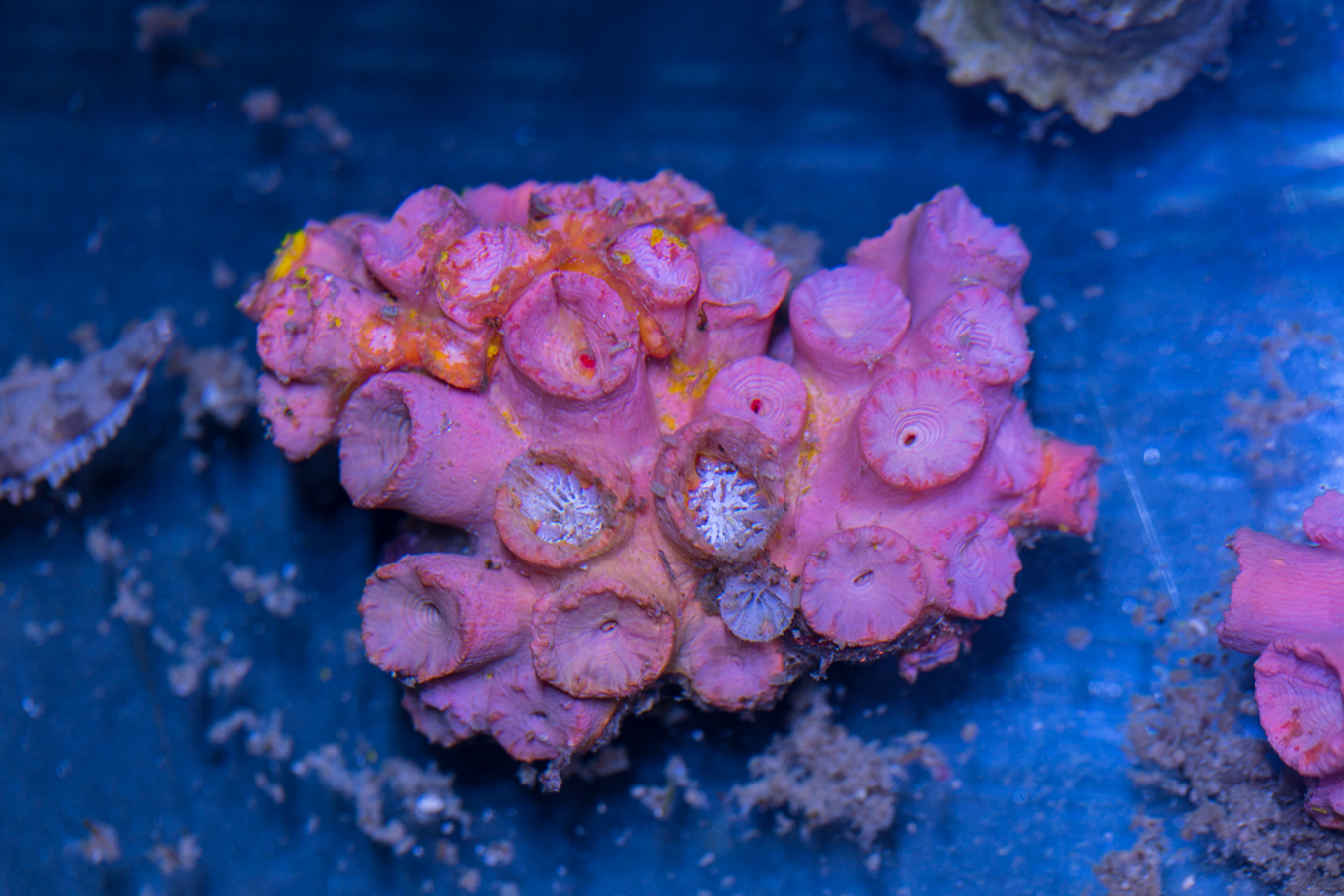 Tubastrea 1 Tubastrea