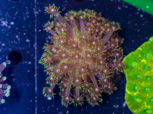 Goniopora - Grass Fire