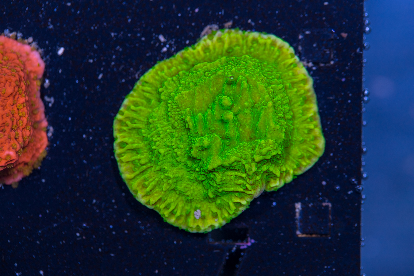 Montipora 1 Montipora