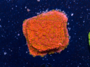 Montipora - Sunburst