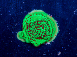 Montipora - Chilli Pepper