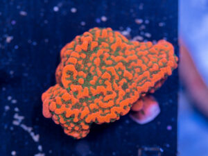 Montipora - Cherry Tree