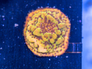 Montipora - Phoenix Danae