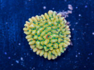 Montipora - Beach Bum