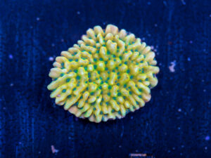 Montipora - Beach Bum