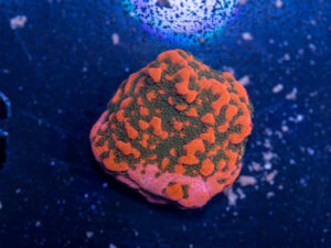 Montipora - Cherry Tree