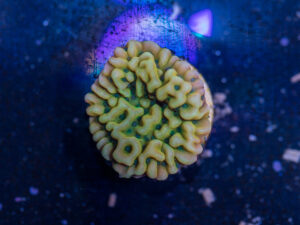 Montipora - Beach Bum