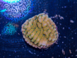 Montipora - Beach Bum