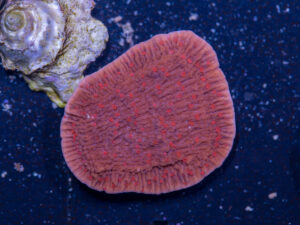 Montipora - Red Rose